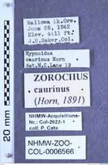 Etiketten zu Zorochros caurinus (Horn, 1891) (NHMW-ZOO-COL-0006566)